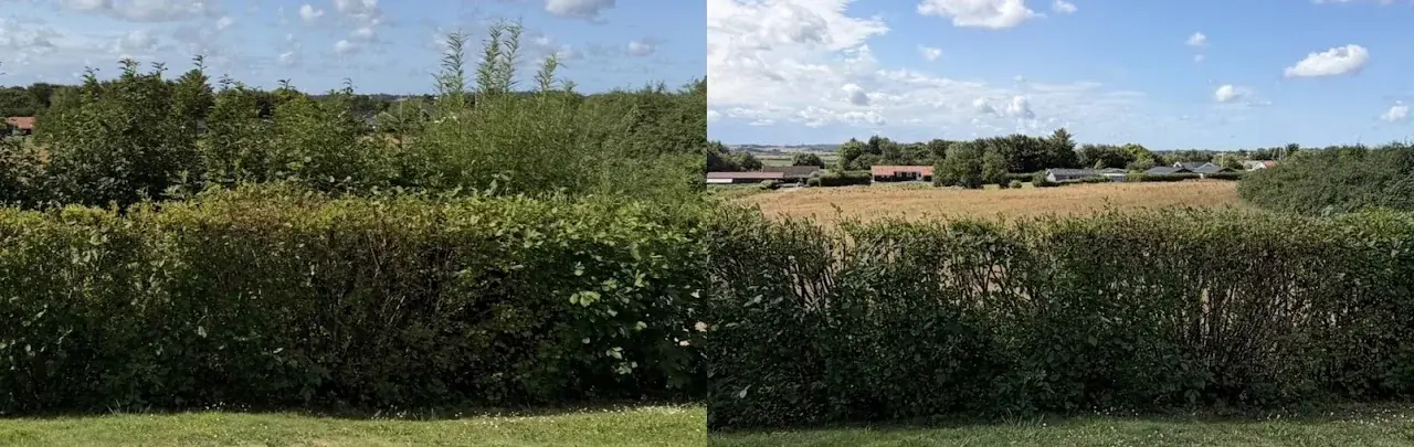 Beplantning mod en mark før og efter beskæring.