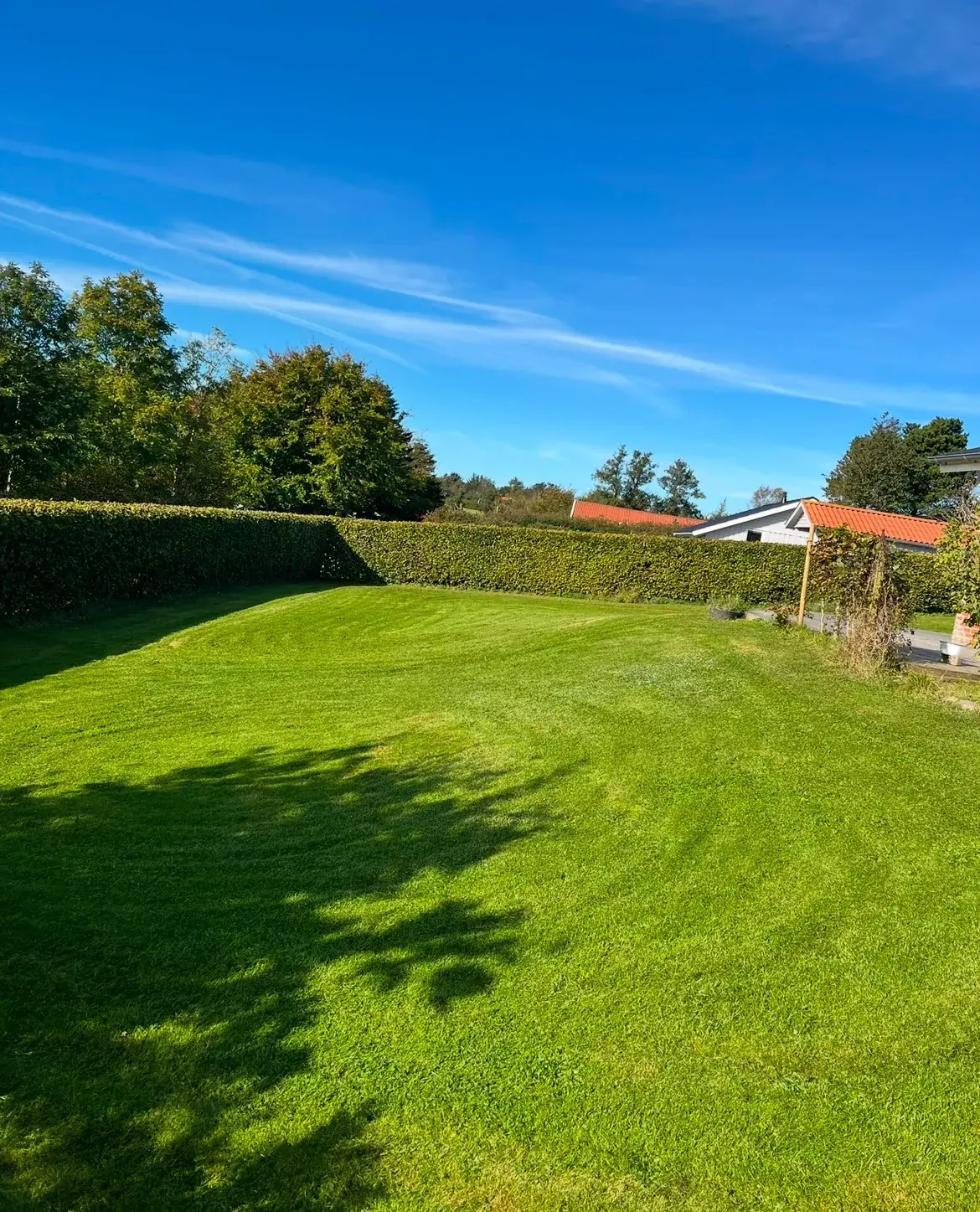 Solbeskinnet græsplæne mellem hæk og terrasse.