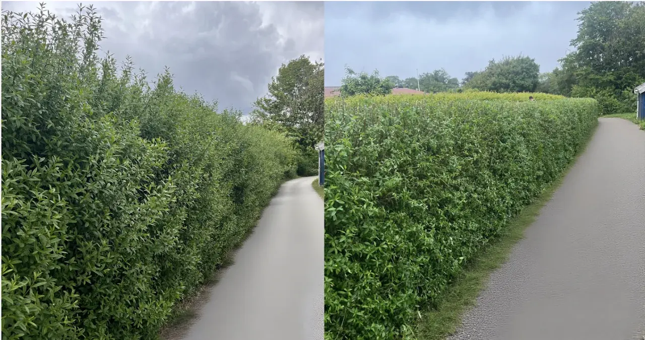Hækken langs stien før og efter klipning.