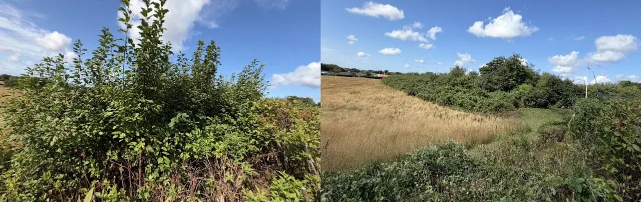 Tæt beplantning mod marken før og efter rydning.